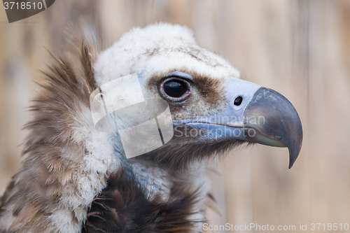 Image of Face portrait of a Cinereous Vulture (Aegypius monachus)