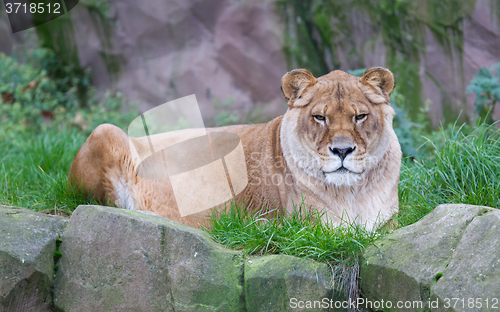 Image of Lion resting in the green grass 