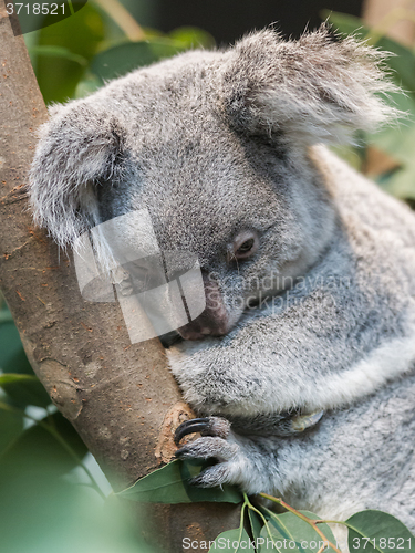 Image of Close-up of a koala bear