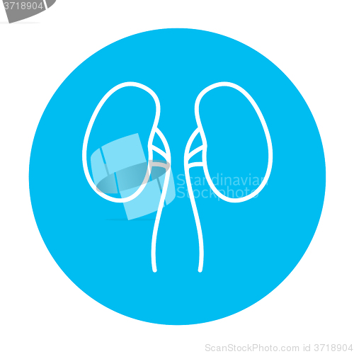 Image of Kidney line icon.