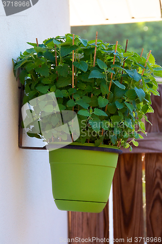 Image of catnip plant in hanging pot