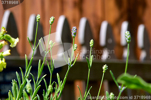 Image of row of small lavender flowers