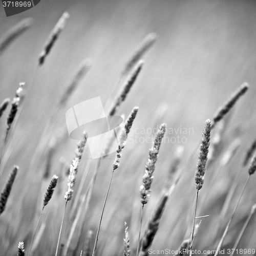 Image of Breeze through the reeds