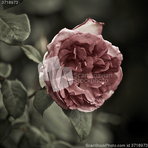 Image of Pink Rose