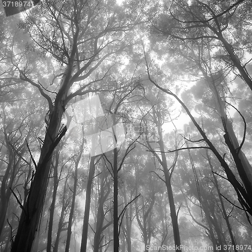 Image of Mystical forest 