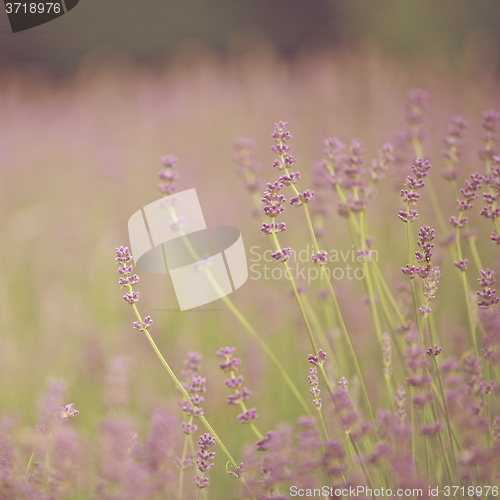 Image of Spring Flowers