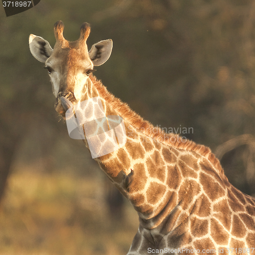 Image of Giraffe view