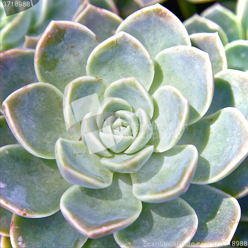 Image of Succulent rows