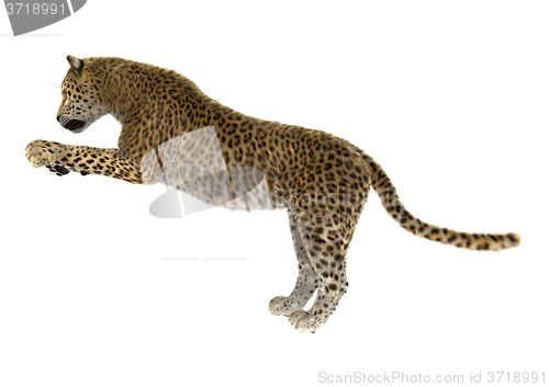 Image of Big Cat Leopard
