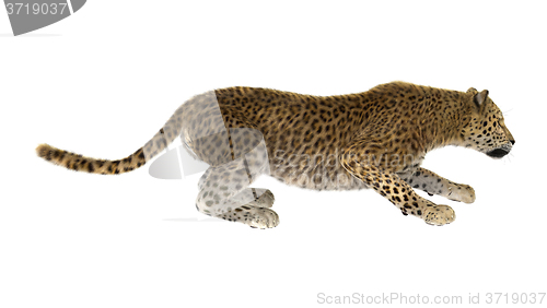 Image of Big Cat Leopard