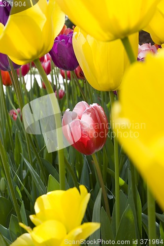 Image of The tulips flower bed