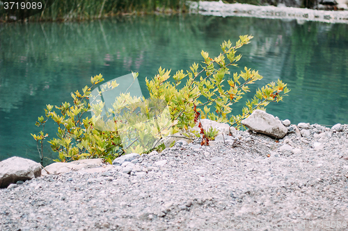Image of Tree growing in the mountains near lake