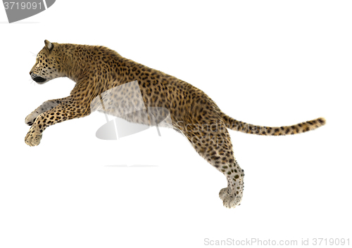 Image of Big Cat Leopard