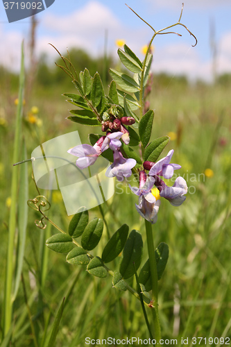 Image of Vicia.