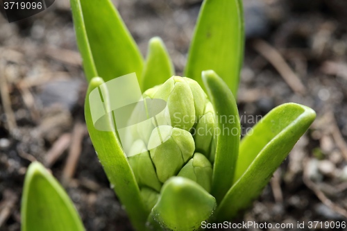 Image of Hyacinth.