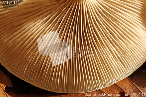 Image of Mushroom.