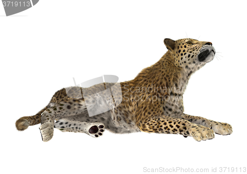 Image of Big Cat Leopard