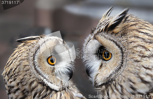 Image of Two Owls