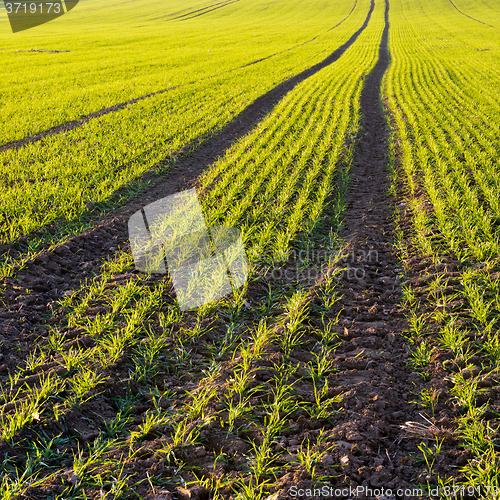 Image of Autumn field. Winter-crop