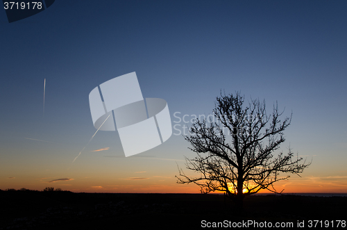 Image of Tree silhouette by sunset