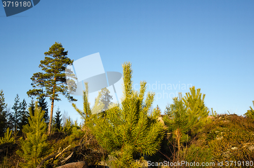 Image of Pine tree plants