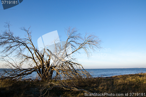 Image of Tree damaged by a storm