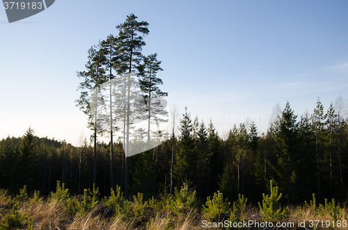 Image of Clearcut forest with pine tree plants