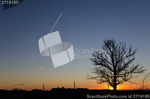 Image of Silhouette of a lone tree