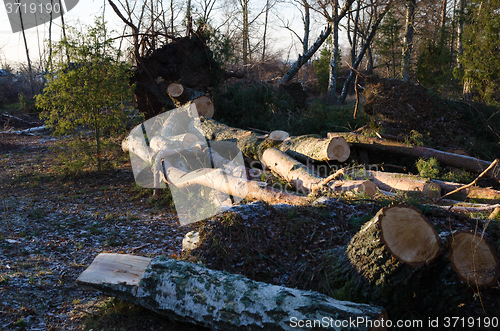 Image of Tree mess after the storm