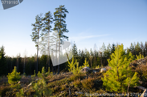 Image of Forest regeneration with pine tree plants