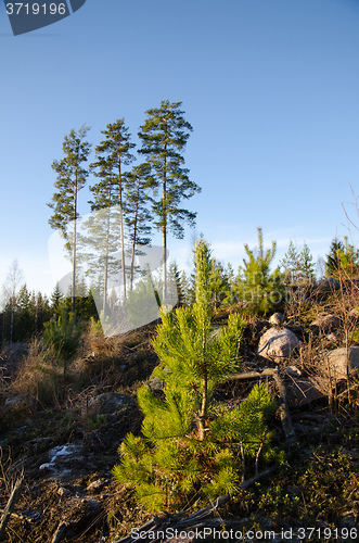 Image of Pine tree plant