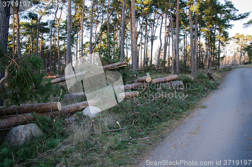 Image of Broken trees after the storm