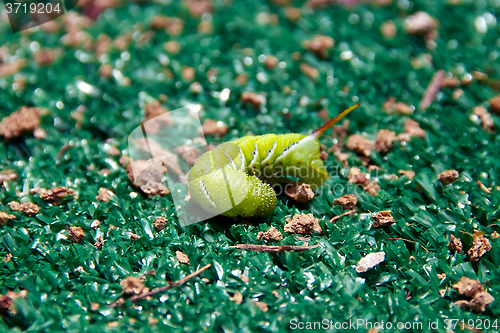 Image of curled up tomato worm