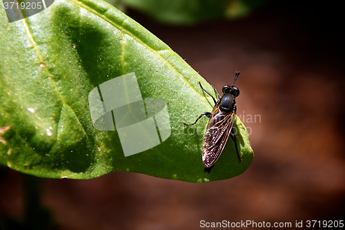 Image of fly on tobacco leaf