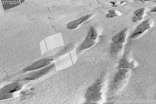 Image of Footprints in the snow