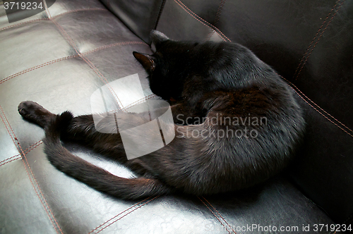 Image of beautiful black cat grooming on sofa