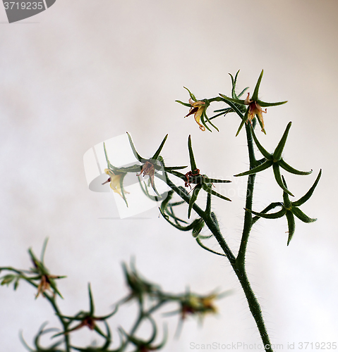 Image of young tomato plant flowers