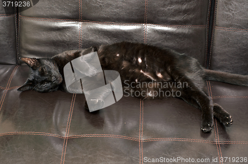 Image of black cat sleeping on side