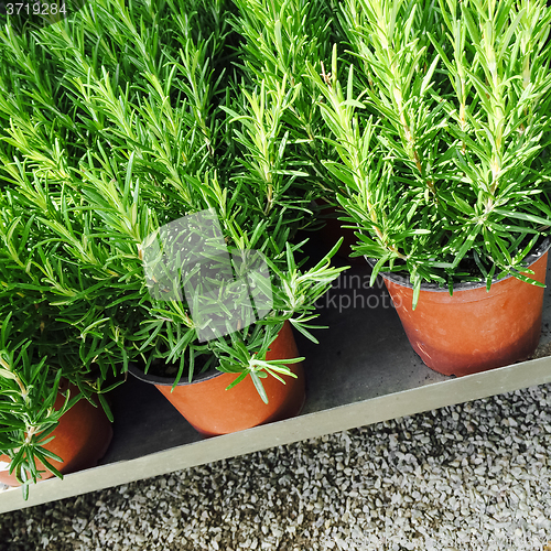 Image of Rosemary plants in pots