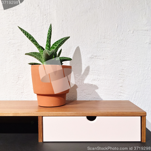 Image of Interior with sansevieria plant in a clay pot