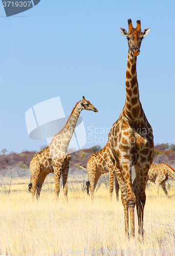 Image of Group of giraffes