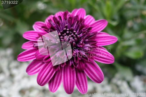 Image of Purple chrysanthemum in the garden