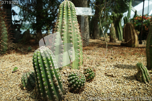 Image of Cactus & succulent plants in Gardens by the Bay 