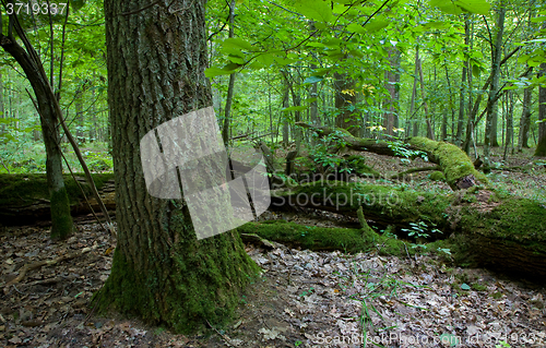 Image of Large broken branch lying behind of old oak