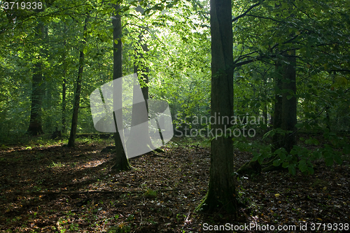 Image of Light reaching misty deciduous stand with old linden tree