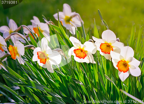 Image of Narcissuses blossoming in a garden among a green grass.