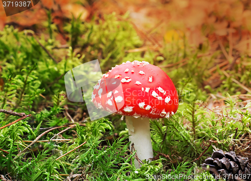 Image of Mushroom mushroom in a forest glade.