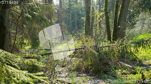 Image of Springtime marshy stand with old alder trees