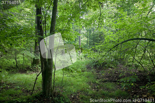 Image of Natural deciduous stand of Bialowieza Forest