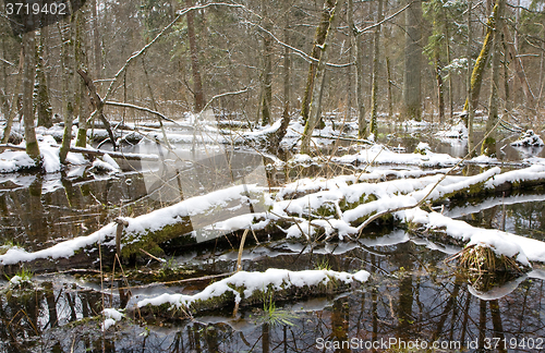 Image of Winter snowy old forest with water